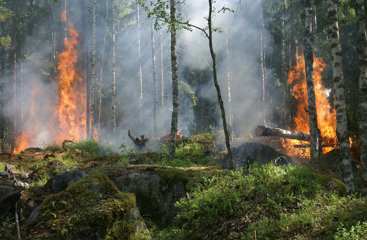 Feu de forêt émettant du formaldéhyde